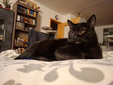 Odin - eigener Kater