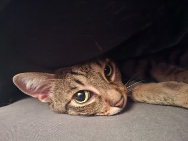 Ramses - eigener Kater