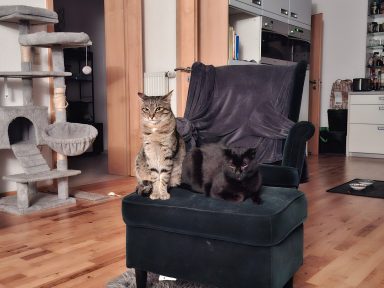 Ramses & Odin - eigene Kater